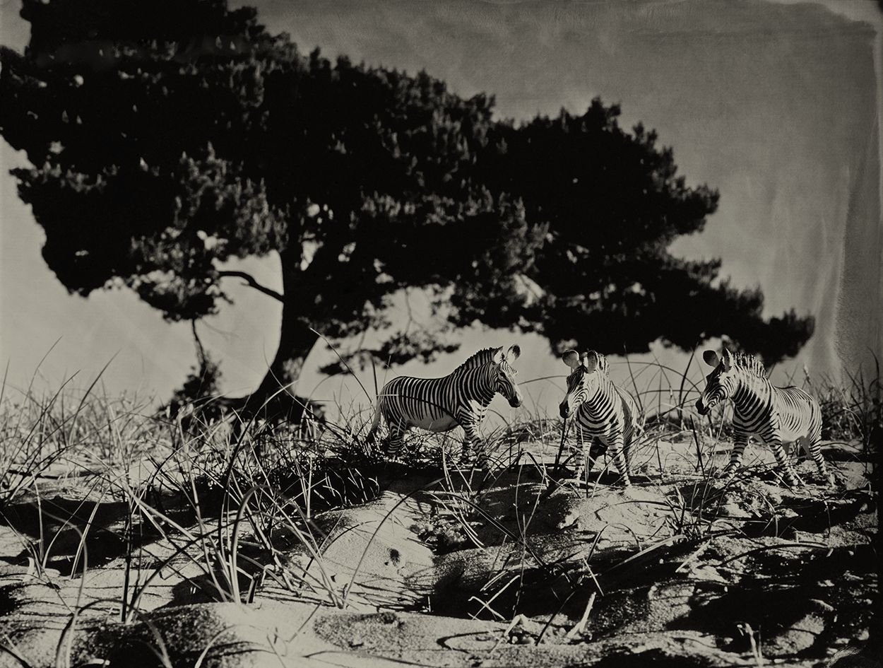 Grevys Zebra Soest Holland